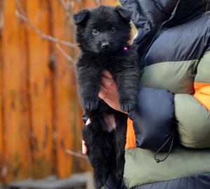 Foto №4. Ich werde verkaufen deutscher schäferhund in der Stadt Mariupol. züchter - preis - 470€