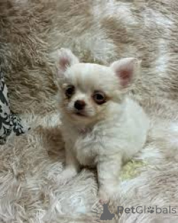 Foto №3. Preciosos cachorros chihuahua en venta. Spanien