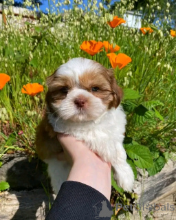 Foto №2 zu Ankündigung № 138089 zu verkaufen shih tzu - einkaufen USA züchter