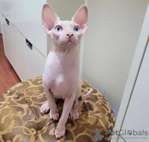 Foto №2 zu Ankündigung № 89623 zu verkaufen sphynx cat - einkaufen USA quotient 	ankündigung