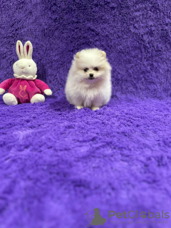 Foto №2 zu Ankündigung № 91907 zu verkaufen pommersche spitz - einkaufen Belgien quotient 	ankündigung