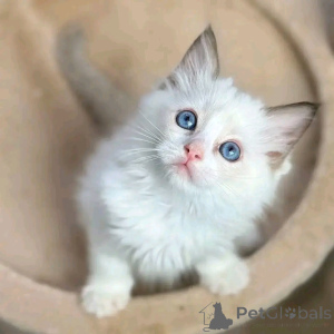 Foto №1. ragdoll-katze - zum Verkauf in der Stadt München | 550€ | Ankündigung № 150762