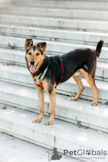 Zusätzliche Fotos: Gemischter Deutscher Schäferhund Graf in guten Händen