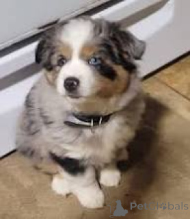 Foto №3. Adorables Chiots Berger Australien zu verkaufen. Frankreich