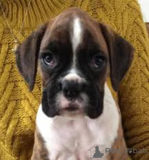 Foto №3. Cuccioli di Boxer im Verkauf. Italien