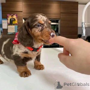 Foto №1. dackel - zum Verkauf in der Stadt Флорида Сити | 531€ | Ankündigung № 138834