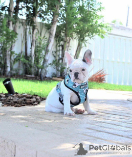 Zusätzliche Fotos: Französische Bulldoggenwelpen zu verkaufen.