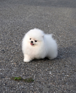 Foto №2 zu Ankündigung № 167354 zu verkaufen pommersche spitz - einkaufen Deutschland quotient 	ankündigung