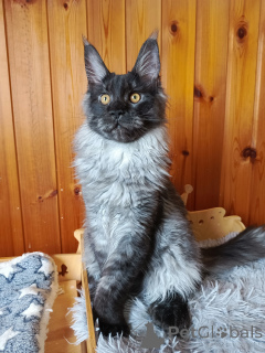 Foto №4. Ich werde verkaufen maine-coon-katze in der Stadt Москва. vom kindergarten - preis - 862€