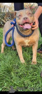 Foto №4. Ich werde verkaufen american bully in der Stadt Lisbon. quotient 	ankündigung - preis - 1234€