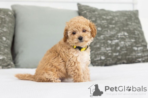 Foto №2 zu Ankündigung № 155600 zu verkaufen labradoodle - einkaufen Dänemark quotient 	ankündigung