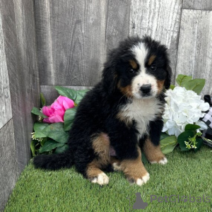 Foto №3. Berner Sennenhund Black Rust & White Puppy zu verkaufen. USA