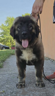 Foto №2 zu Ankündigung № 171066 zu verkaufen otterhund - einkaufen Serbien 