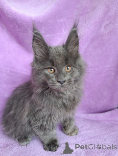 Zusätzliche Fotos: Ein schicker Kätzchenjunge