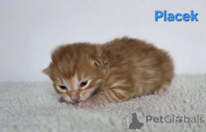 Foto №1. kurilen bobtail - zum Verkauf in der Stadt Trąbki małe | verhandelt | Ankündigung № 159006