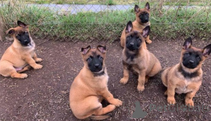 Foto №1. malinois - zum Verkauf in der Stadt Bremen | verhandelt | Ankündigung № 175321