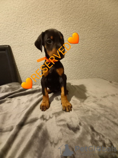 Foto №3. 5 Kc Reg Black & Tan Dobermänner. Schweden