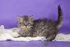 Foto №2 zu Ankündigung № 171571 zu verkaufen selkirk rex shorthair - einkaufen Finnland quotient 	ankündigung, züchter