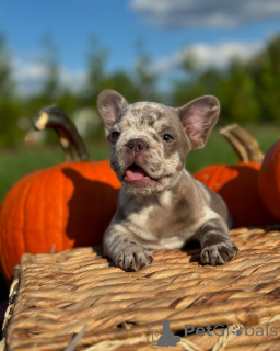 Foto №2 zu Ankündigung № 150640 zu verkaufen französische bulldogge - einkaufen Deutschland aus dem tierheim, züchter