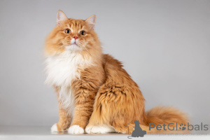 Foto №4. Ich werde verkaufen  in der Stadt Khimki. aus dem tierheim - preis - Frei