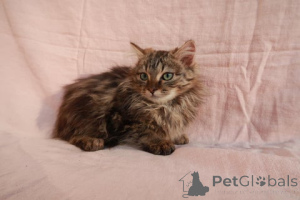 Foto №4. Ich werde verkaufen maine-coon-katze in der Stadt Bünsdorf. züchter - preis - 218€