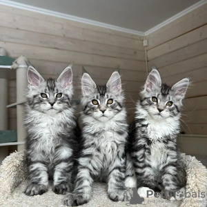 Foto №2 zu Ankündigung № 115747 zu verkaufen maine-coon-katze - einkaufen Deutschland 