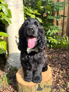 Foto №1. english cocker spaniel - zum Verkauf in der Stadt Leipzig | verhandelt | Ankündigung № 177026