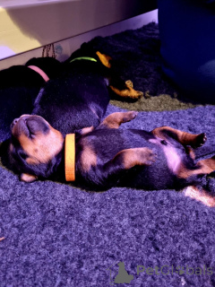 Foto №1. rottweiler - zum Verkauf in der Stadt Black | verhandelt | Ankündigung № 176165