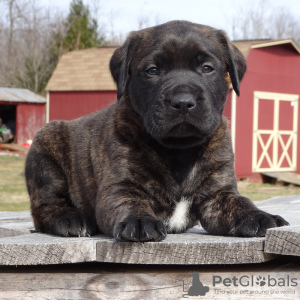 Foto №1. amerikanischer mastiff - zum Verkauf in der Stadt Los Angeles | verhandelt | Ankündigung № 105971