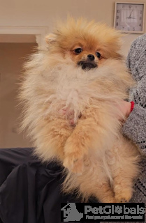 Foto №4. Ich werde verkaufen pommersche spitz in der Stadt Belgrad. züchter - preis - verhandelt