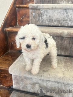 Foto №3. Atemberaubende Cavapoos suchen ihr Zuhause für immer. Deutschland