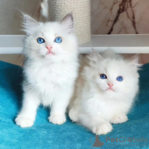 Foto №1. ragdoll-katze - zum Verkauf in der Stadt Братислава | 250€ | Ankündigung № 117068