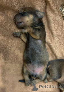 Foto №4. Ich werde verkaufen dackel in der Stadt Barcelona. züchter - preis - 400€