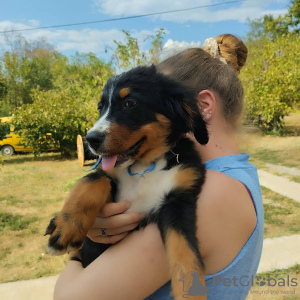 Foto №4. Ich werde verkaufen berner sennenhund in der Stadt Belgrad.  - preis - verhandelt