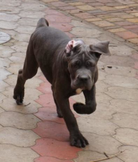 Zusätzliche Fotos: Cane Corso Welpen zu verkaufen