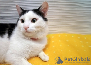 Zusätzliche Fotos: Eine sehr anhängliche junge Katze Zucchini sucht dringend ein Zuhause