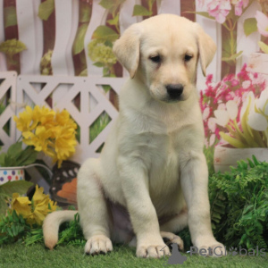 Foto №1. labrador retriever - zum Verkauf in der Stadt Berlin | 600€ | Ankündigung № 176364