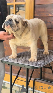 Foto №2 zu Ankündigung № 138894 zu verkaufen  - einkaufen Serbien züchter