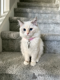 Foto №2 zu Ankündigung № 157772 zu verkaufen ragdoll-katze - einkaufen Schweiz quotient 	ankündigung