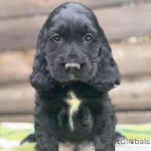 Foto №3. Englische Cocker Spaniel Welpen zu verkaufen. Österreich