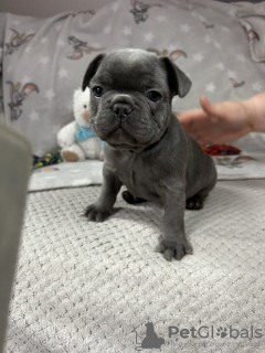 Foto №2 zu Ankündigung № 112303 zu verkaufen französische bulldogge - einkaufen USA quotient 	ankündigung