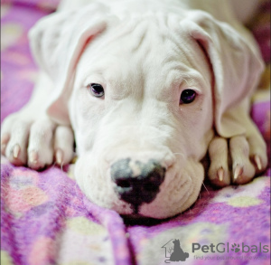 Foto №1. dogo argentino - zum Verkauf in der Stadt Москва | verhandelt | Ankündigung № 9444