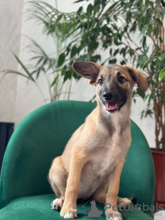 Foto №2 zu Ankündigung № 93058 zu verkaufen mischlingshund - einkaufen Russische Föderation quotient 	ankündigung