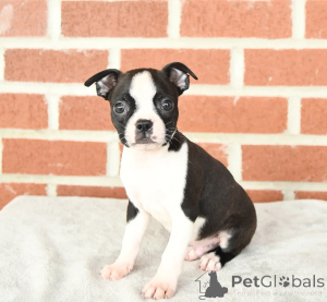 Foto №2 zu Ankündigung № 158227 zu verkaufen boston terrier - einkaufen Irland 