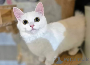 Foto №3. Munchkin-Kätzchen. Deutschland