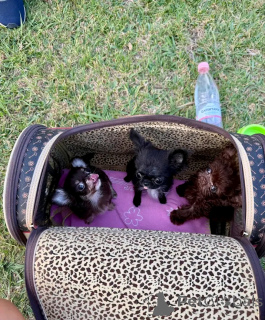 Foto №2 zu Ankündigung № 169103 zu verkaufen chihuahua - einkaufen USA züchter