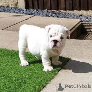 Foto №3. Englische Bulldoggenwelpen. Schweden