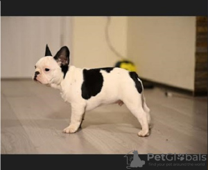 Foto №2 zu Ankündigung № 87413 zu verkaufen französische bulldogge - einkaufen Serbien züchter