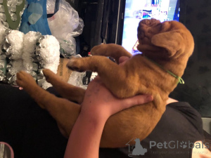 Foto №4. Ich werde verkaufen dogue de bordeaux in der Stadt Bonito orental. quotient 	ankündigung - preis - verhandelt