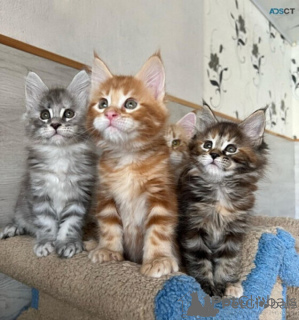 Foto №1. maine-coon-katze - zum Verkauf in der Stadt Dublin | verhandelt | Ankündigung № 170924